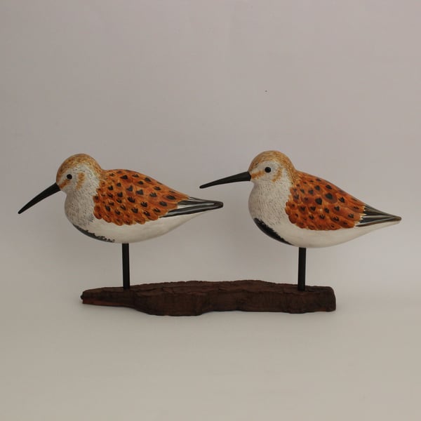 Summer dunlin duo