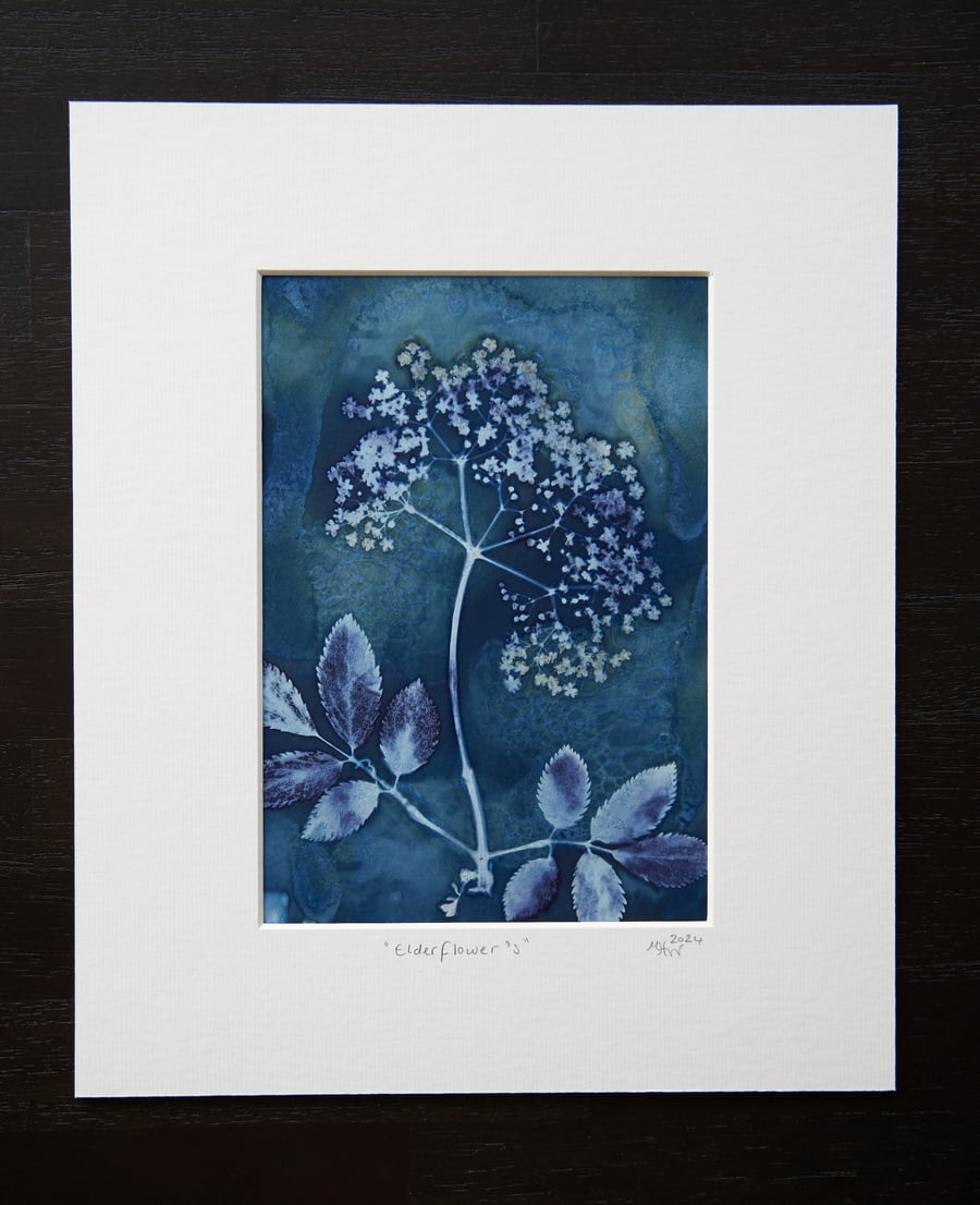 original wet cyanotype print entitled "elderflowers' in a 12x10 inch mount