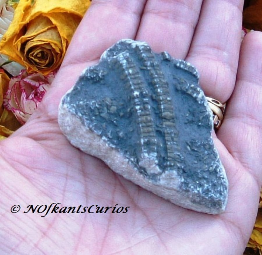 Natural Crinoid Fossil Specimen for Display or Crafting Project.