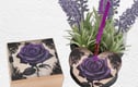 Decorated Wooden Boxes