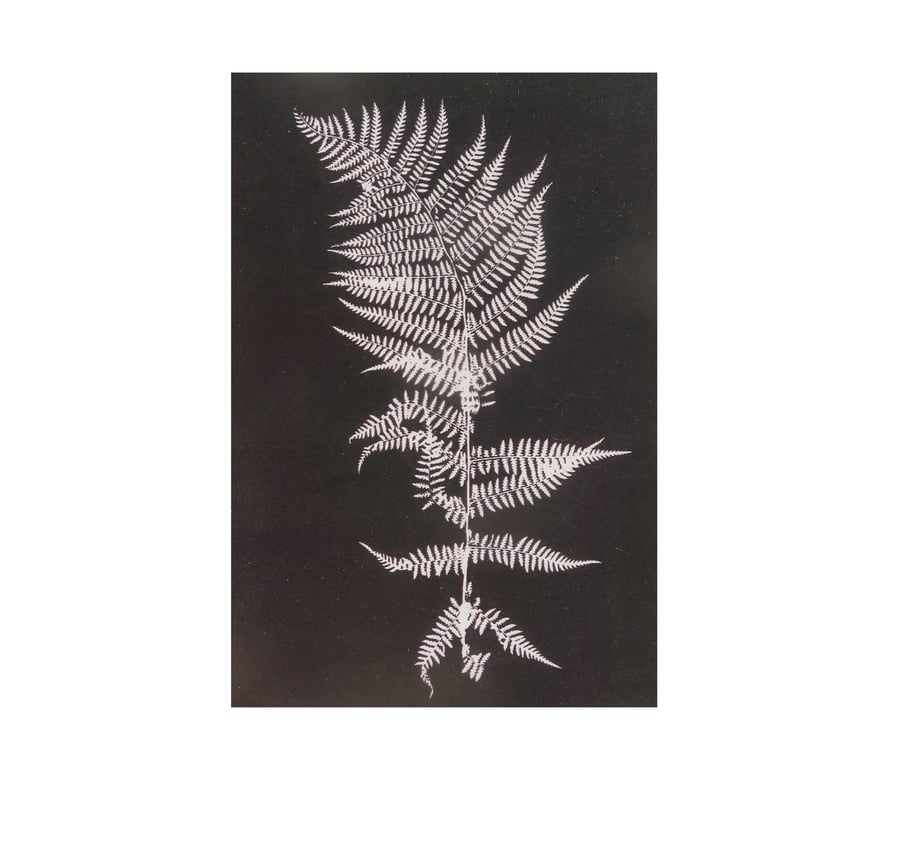 Single black and white botanical fern postcard by Stef Mitchell