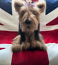 Yorkshire Terrier puppy