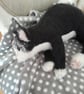 Tuxedo Kitten, Dotpebblesknits Design - Image 10