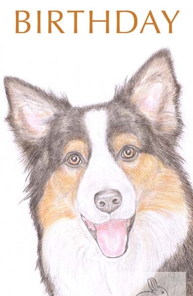 Hollie the Border Collie - Birthday Card