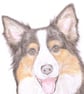 Hollie the Border Collie - Birthday Card - Image 1