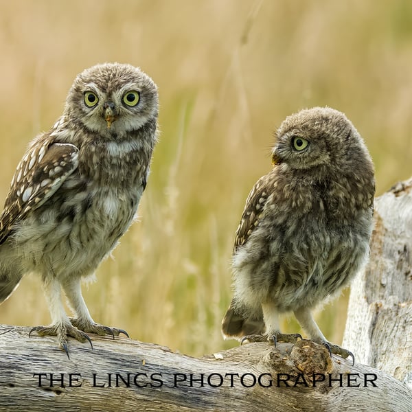 Pair of Little Owls print (Limited edition of 10)