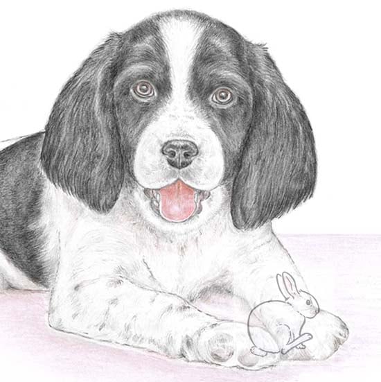 Sally the Springer Spaniel - Blank Card