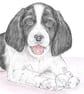 Sally the Springer Spaniel - Blank Card - Image 1