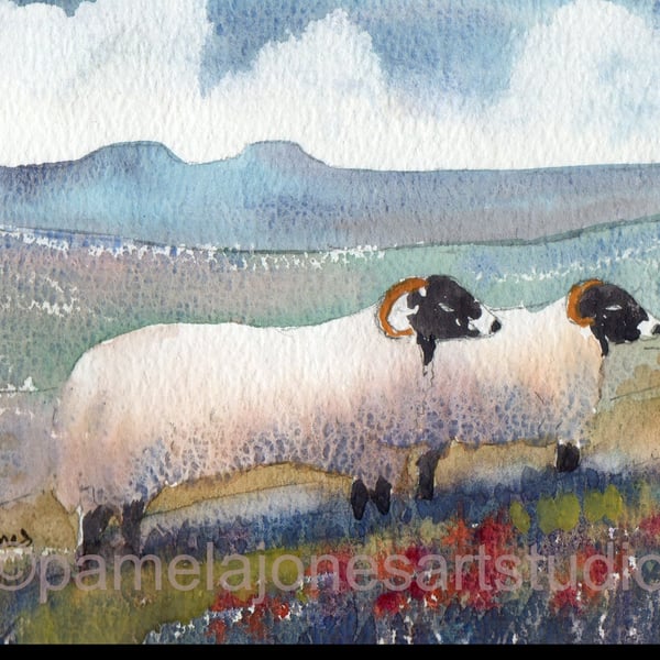 Sheep, Pen Y Fan, The Brecon Beacons, Watercolour Print in 14 x 11'' Mount. 