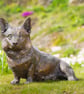Bronze Resin Sitting Corgi Statue Large Bronze Garden Sculpture
