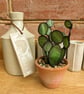 Stained Glass Cactus Succulent in Terracotta Pot, Plant Your Own Succulent Kit - Image 4