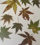 Vintage Pressed Acer Leaf Hanging Decoration - Image 5