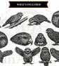 12 Vintage Kakapo Engraving SVGs - Animal Clipart Bundle (Files emailed to you) - Image 7