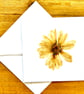 Pack of 3 greeting cards made with real pressed flowers found near home in Essex - Image 2
