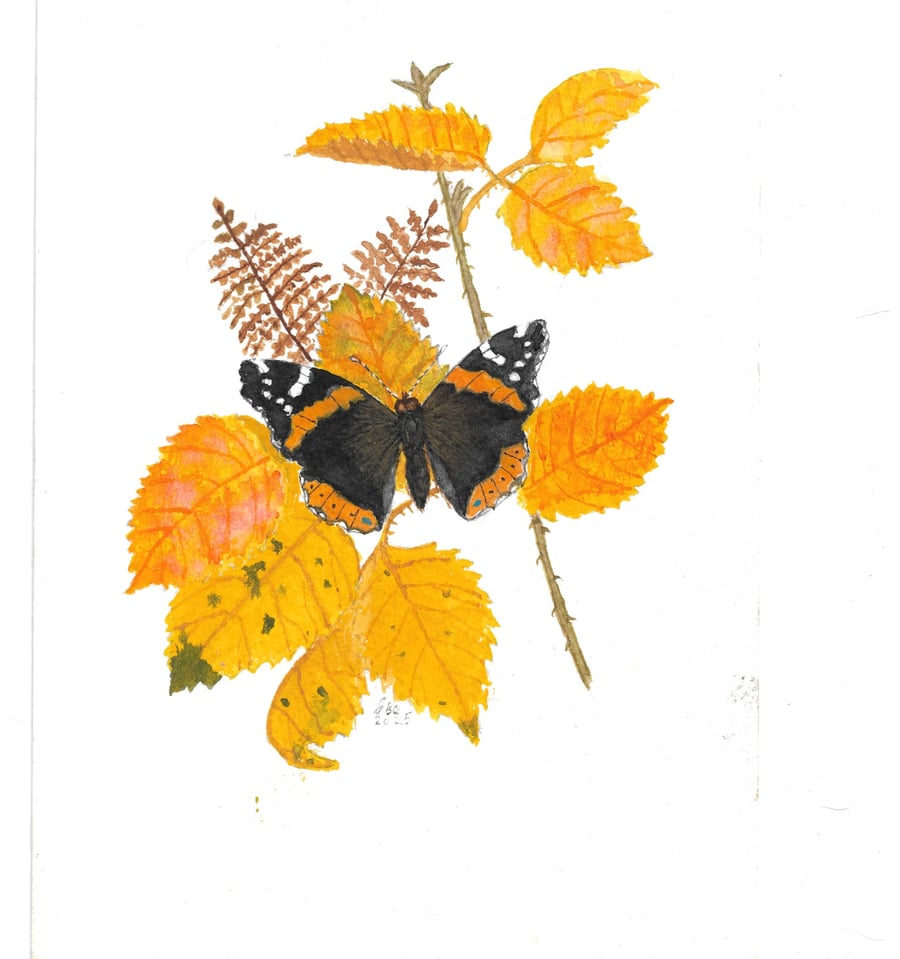 Red Admiral