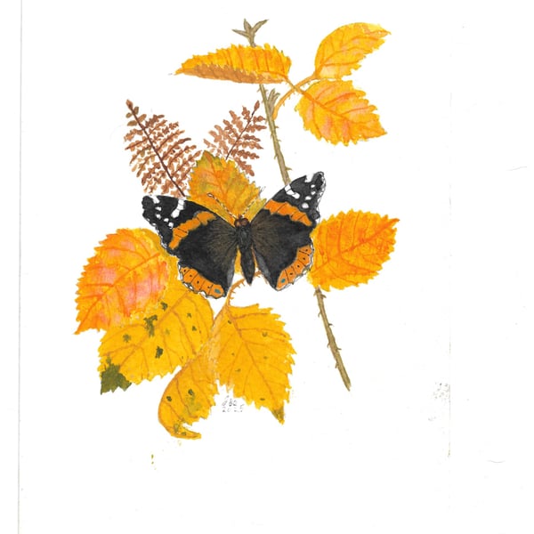 Red Admiral