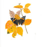 Red Admiral