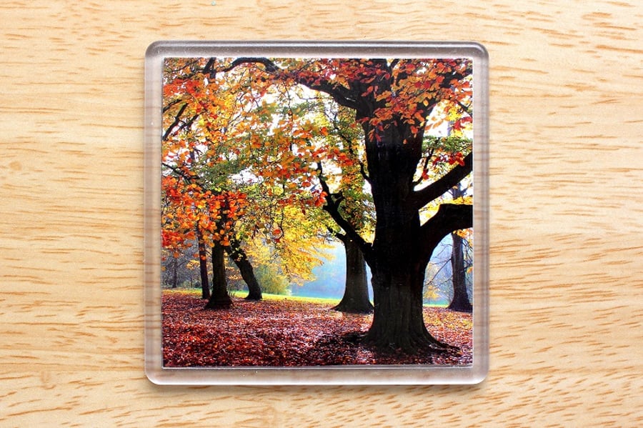Autumn Woodland Trees, (Single Drinks Coaster)