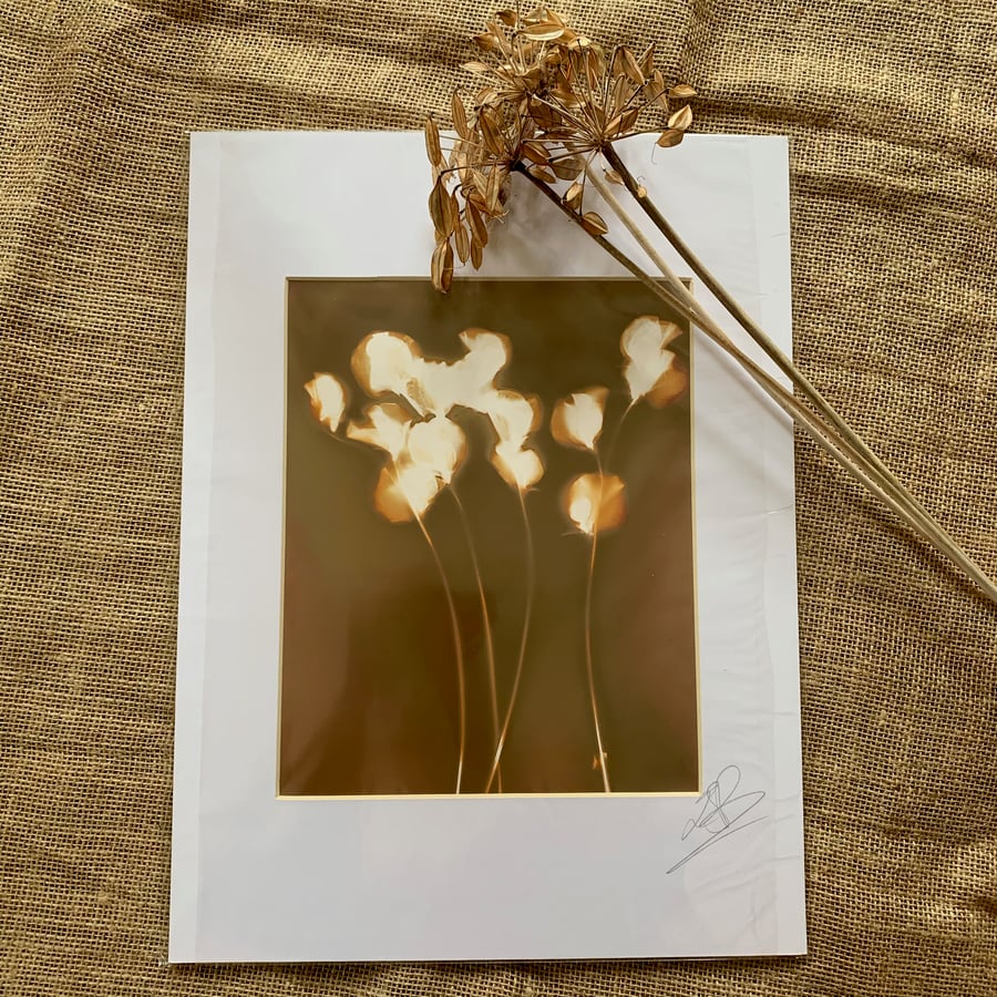 Sweet Pea Lumen Print Mount