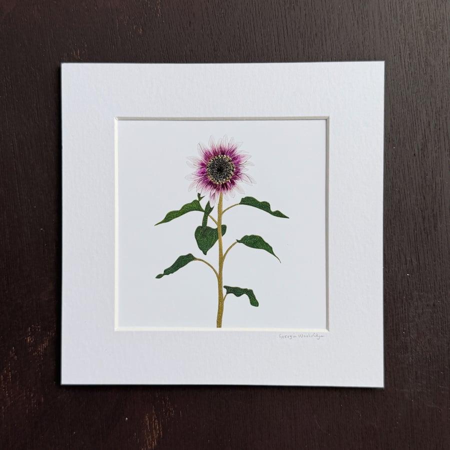 'Pink Sunflower' 8" x 8" Mounted Print