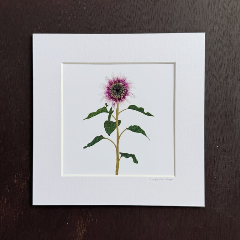 'Pink Sunflower' 8" x 8" Mounted Print