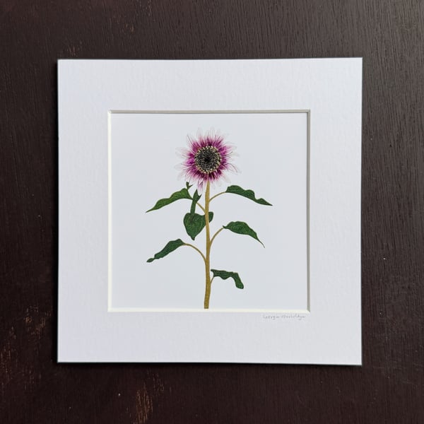 'Pink Sunflower' 8" x 8" Mounted Print