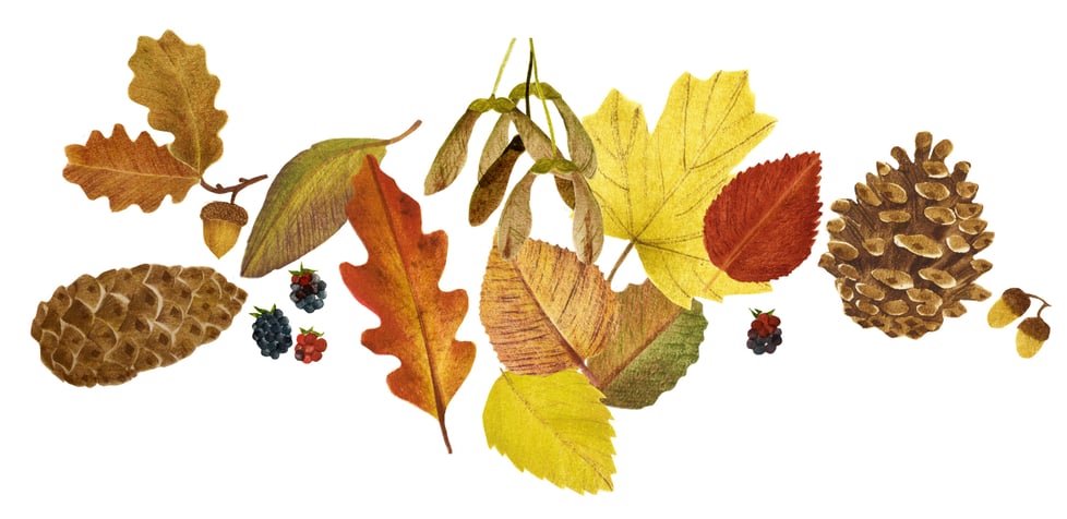 HB Illustration Shop