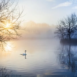 Sunrise swan river Thames mist winter dawn Gloucestershire Lechlade            