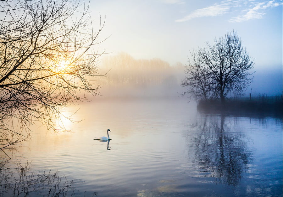 Sunrise swan river Thames mist winter dawn Gloucestershire Lechlade            