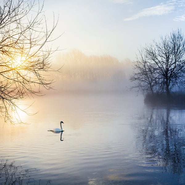 Sunrise swan river Thames mist winter dawn Gloucestershire Lechlade            