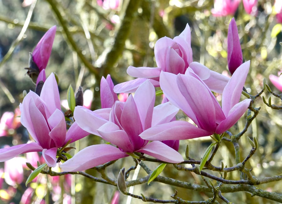 Magnolia