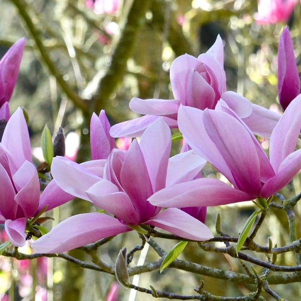 Magnolia