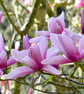 Magnolia - Image 1
