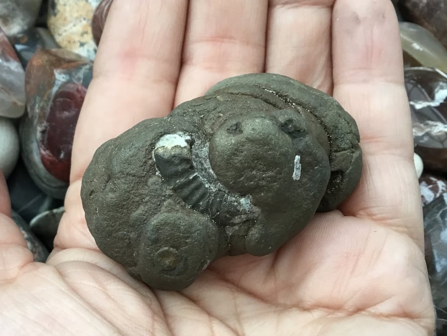 Pyrite Ammonite Coprolite Fossil Specimen for Display, Collector or Photo Prop.