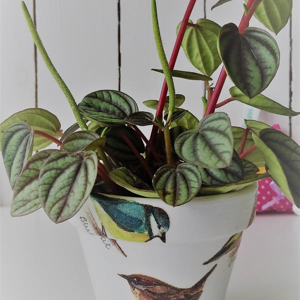 Decoupaged Bird Design Indoor Terracotta Pot