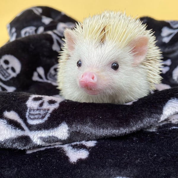 Skull and bones cuddle fleece handling blankets for small pets .