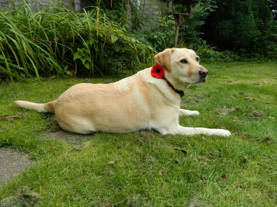 Dog Collar Accessory Red Pet Poppy Flower for Pet Cat Dog Handmade Felt