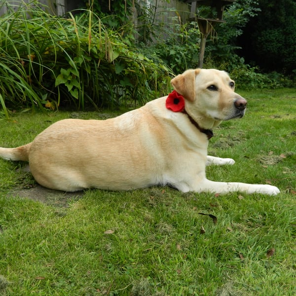 Dog Collar Accessory Red Pet Poppy Flower for Pet Cat Dog Handmade Felt