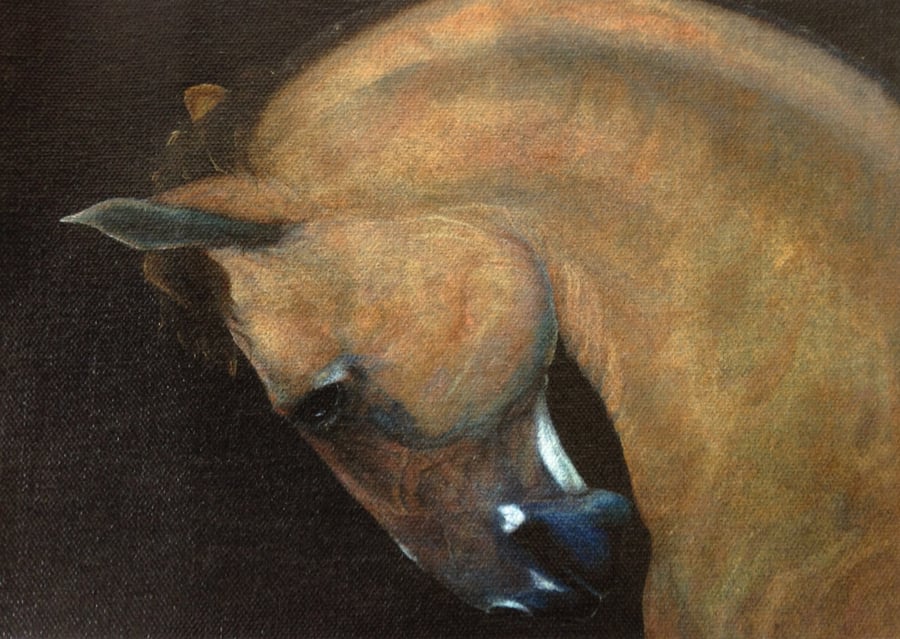 Horse Print on Canvas