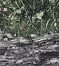 Cornish Slate Wall with Thrift - Original Collagraph Print - Image 3