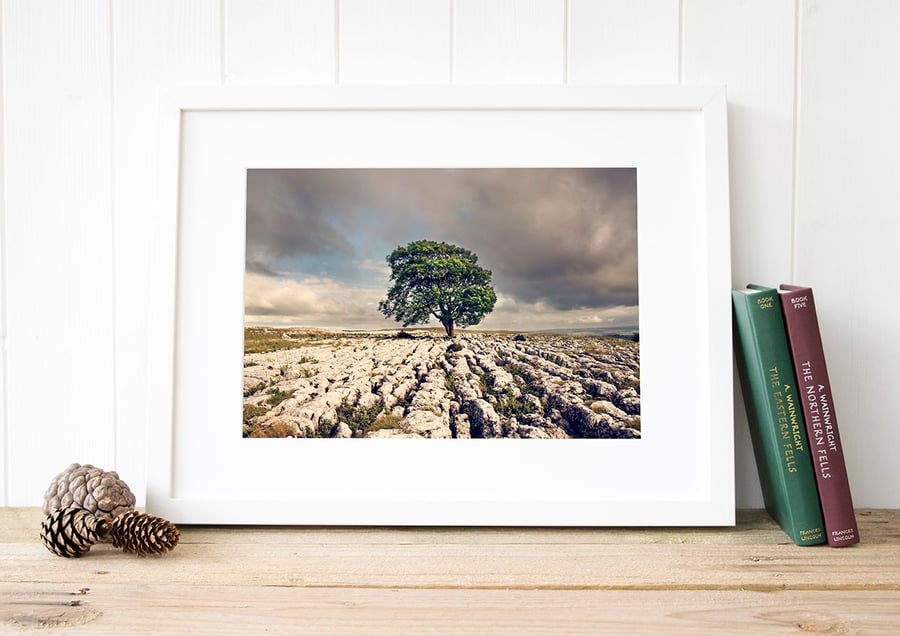 Malham Ash Tree in the Yorkshire Dales, North Yorkshire fine art photography
