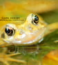 Exclusive Handmade Frog Smile Greetings Card on Archive Photo Paper - Image 2