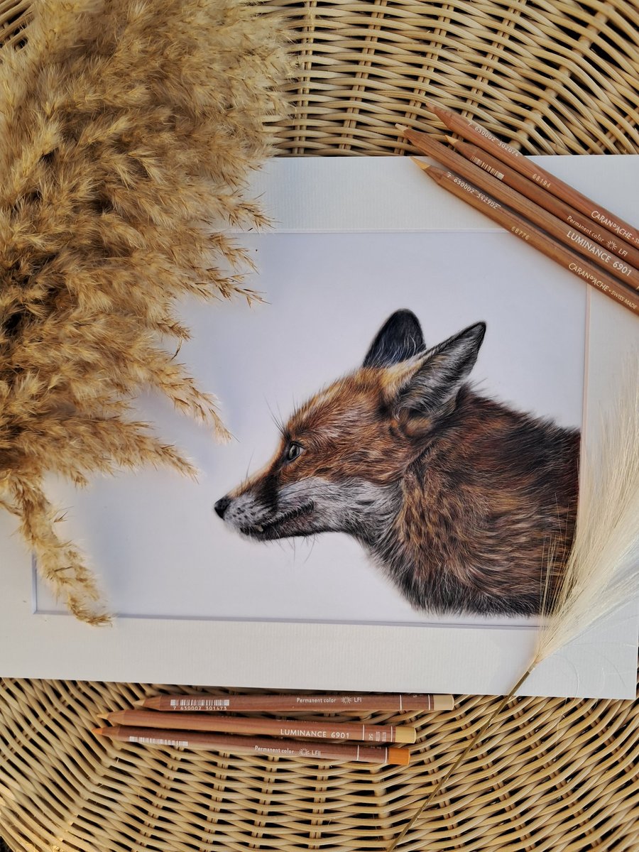 BEAUTIFUL Fox Drawing Fine Art Print Wildlife 