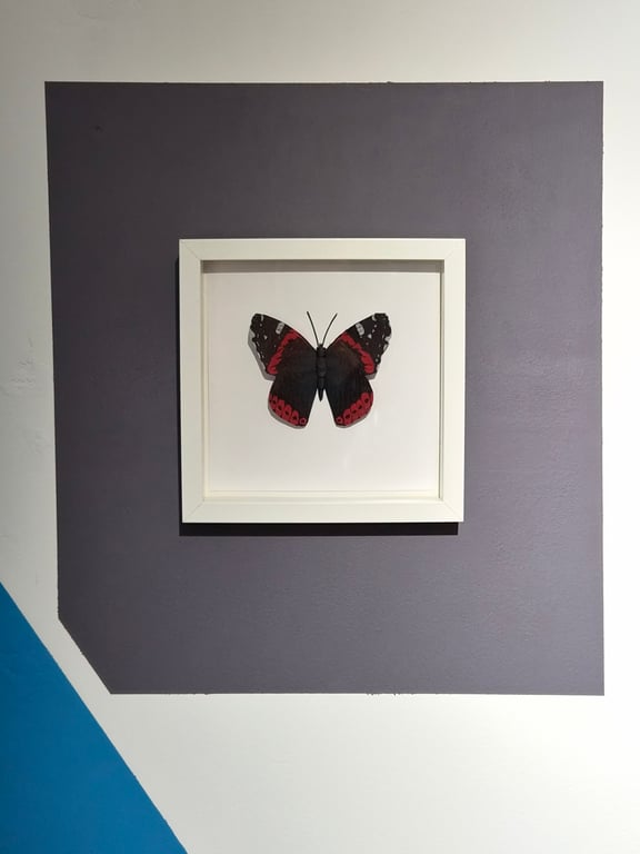 Original Papercraft Specimen-style - Red Admiral Butterfly