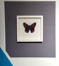 Original Papercraft Specimen-style - Red Admiral Butterfly