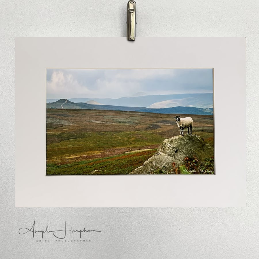 Fine Art Photograph - One Sheep Derbyshire Peak District Landscape