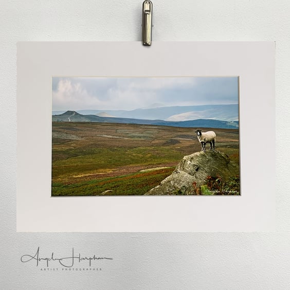 One Sheep Derbyshire Peak District Landscape Fine Art Photograph
