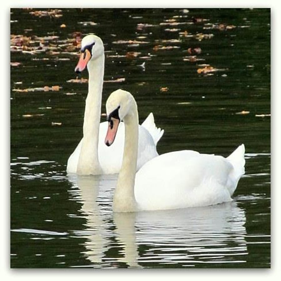 Two Swans.