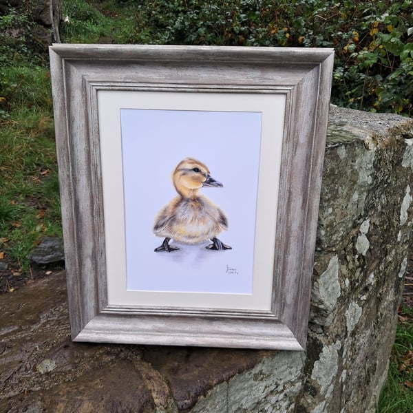 Framed Duckling Drawing fine art Gilcee print 