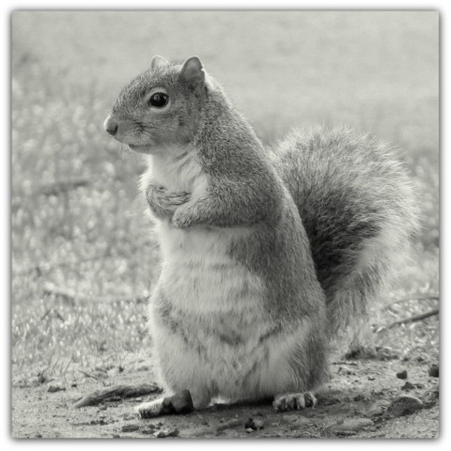 Squirrel.  A photographic card left blank for your own message.  Spring.